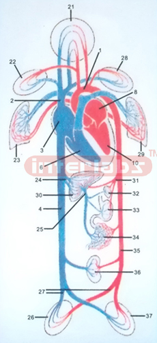 HANGING HUMAN BLOOD GENERAL  PLAN OF THE CIRCULATION